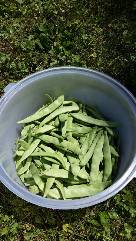 Italian Bush Beans - 1st Harvest Day